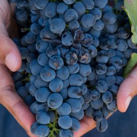 3 DAY WINELANDS & WHALE ROUTE