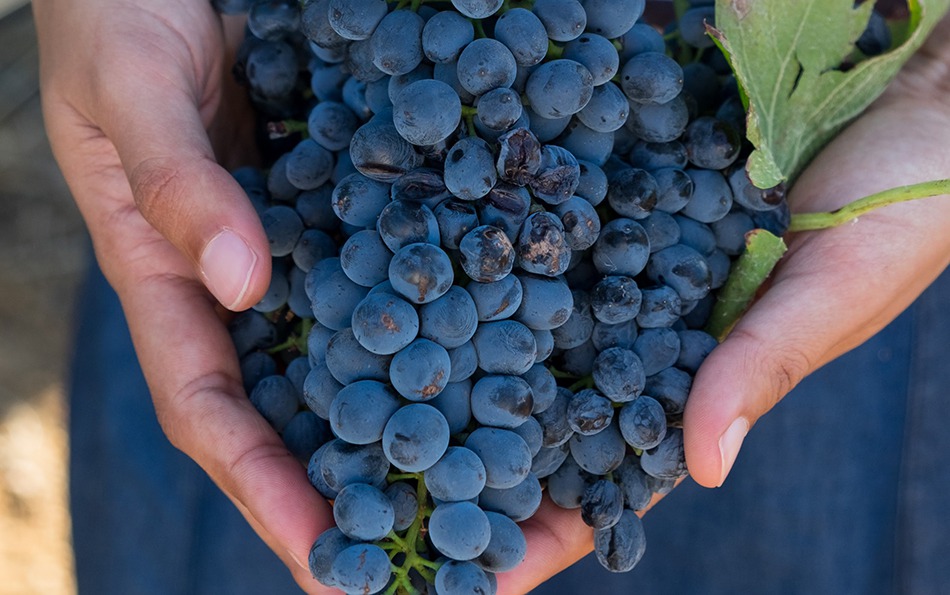 Holding_grapes_950x595