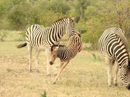 Zebras in the Kruger National Park 