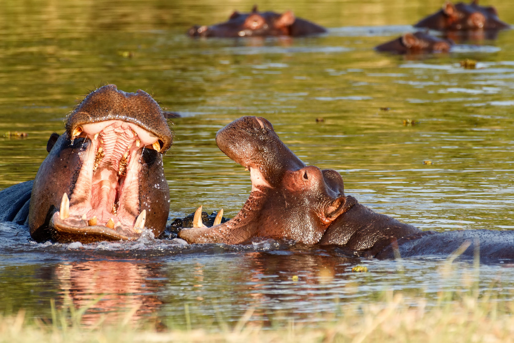 Two young male hippos fighting Two young male hippos playing in the water