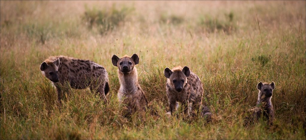 Family of hyenas early in the morning in the grass. Family of hyenas early in the morning in the grass.
